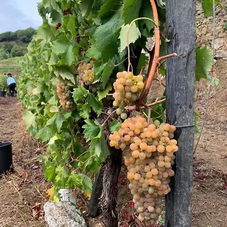 度假居 Casa Da Oliveira 梅骚·弗里奥