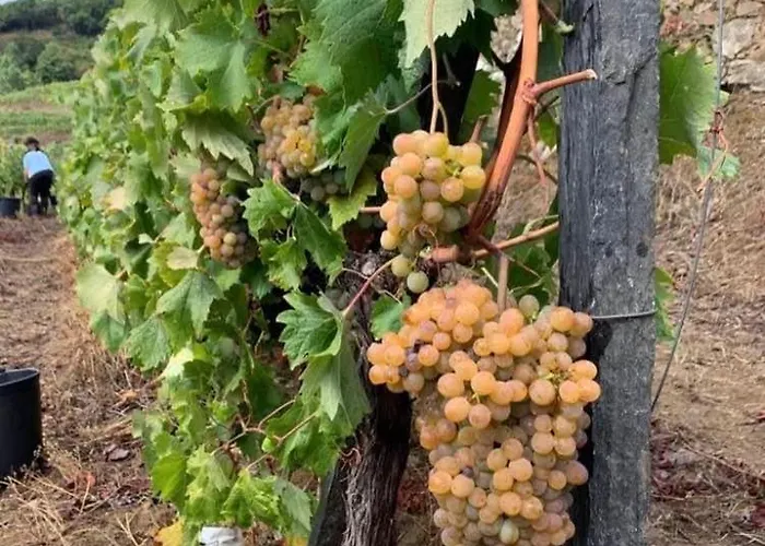 Prázdninový dům Casa Da Oliveira Mesão Frio